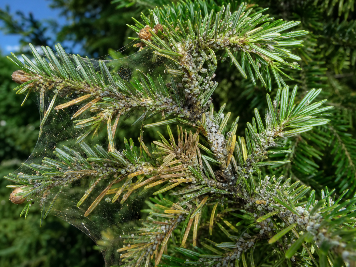 Spruce Tree Sign Warning Signs Your Spruce or Birch Has a Pest Problem | American Pest ...