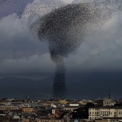 Flock of starlings