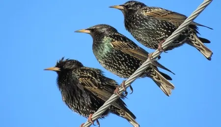 Starlings