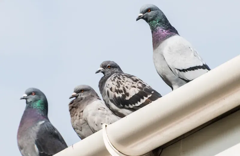 birds on roof of a house