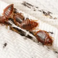 bed bugs