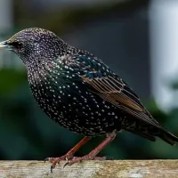 Starling