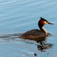 Great Crested Grebe