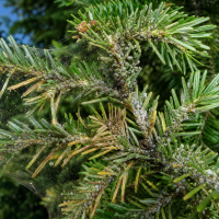 spruce tree infected with pests