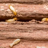 termites on wood