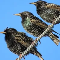 Starlings