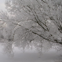 snowy tree