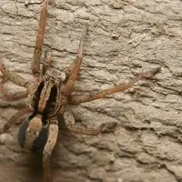 Wolf spider
