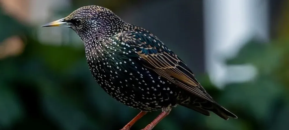 Starling