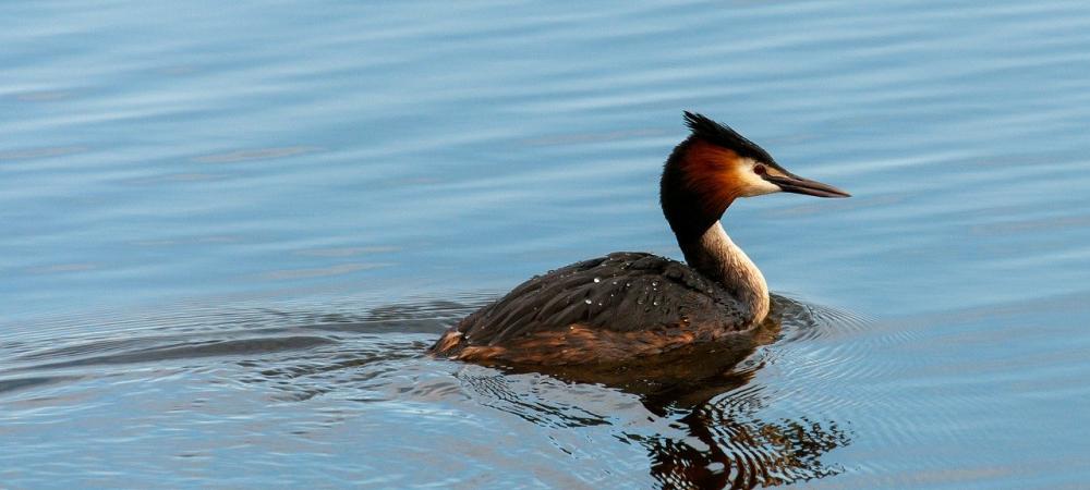 Great Crested Grebe