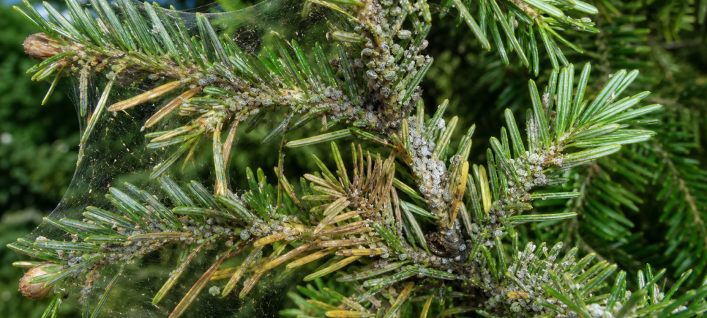spruce tree infected with pests