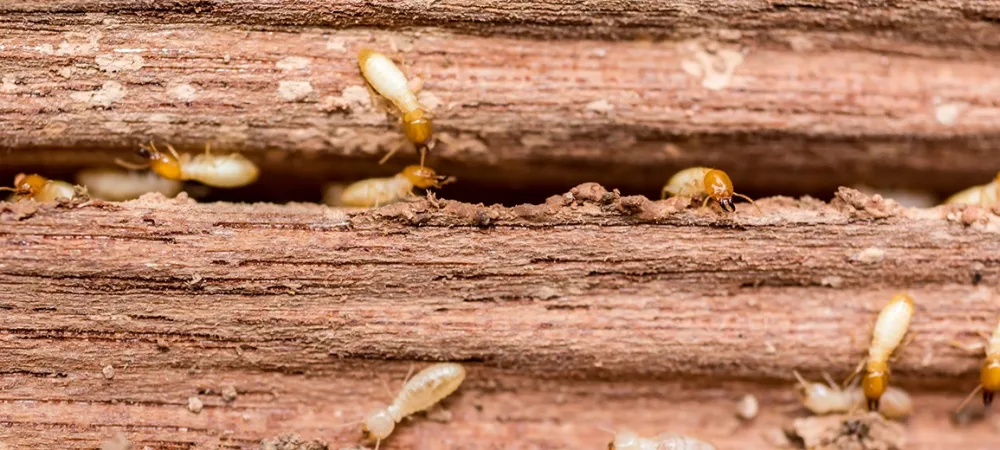 termites on wood