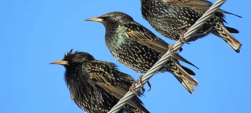 Starlings