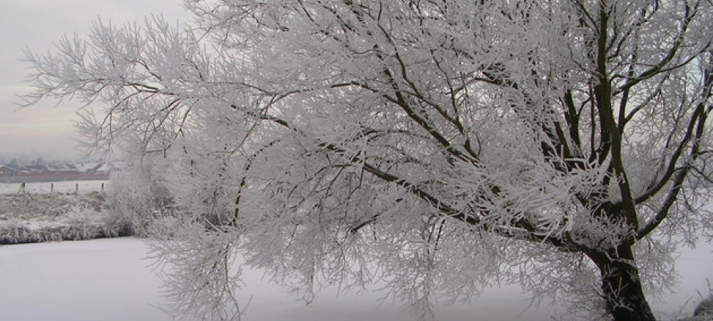 snowy tree