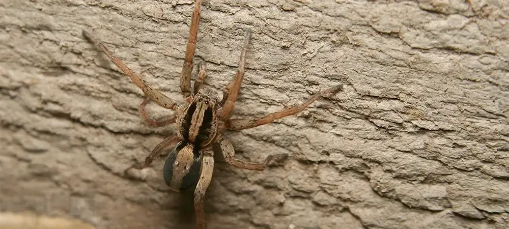 Wolf spider