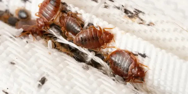 bed bugs