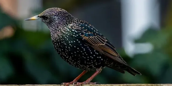 Starling