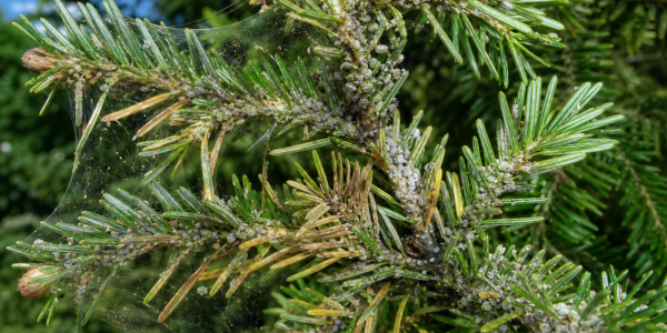 spruce tree infected with pests