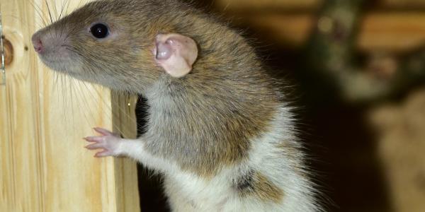 Rats