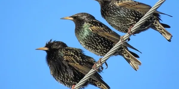 Starlings
